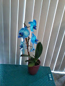 My Beautiful Blue Orchid