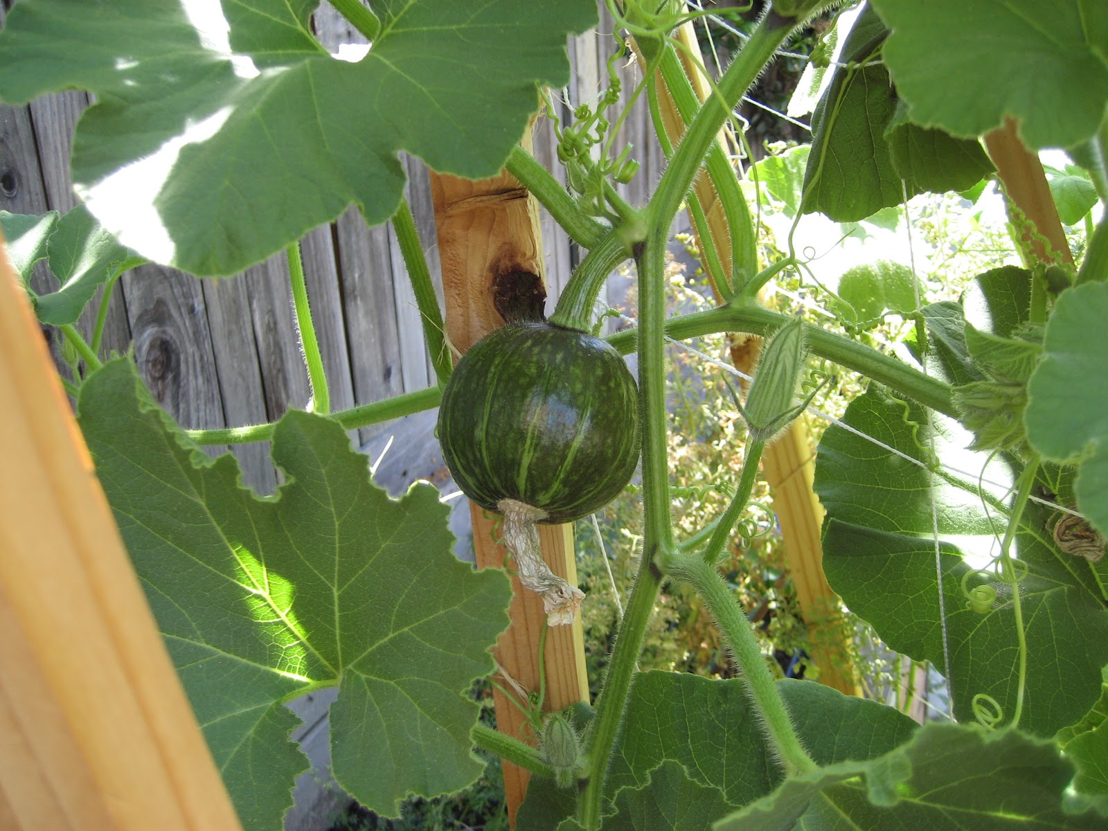 Backyard Farming Growing Winter Squash Vertically