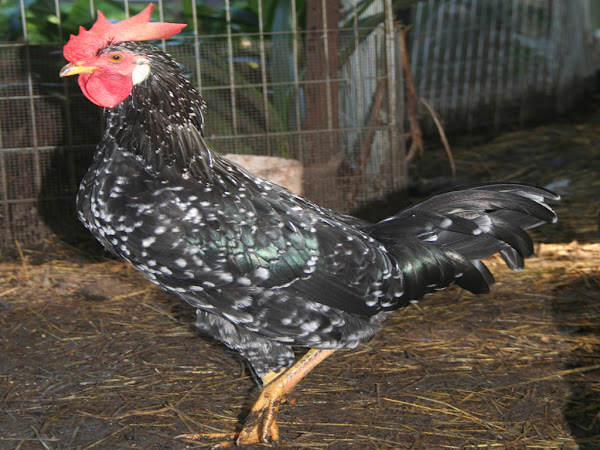 mediterranean poultry breeds, ancona, ancona chicken, ancona chicken photo, ancona chicken picture