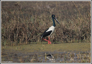 Black Necked Crane - Female Black Necked Crane - Female