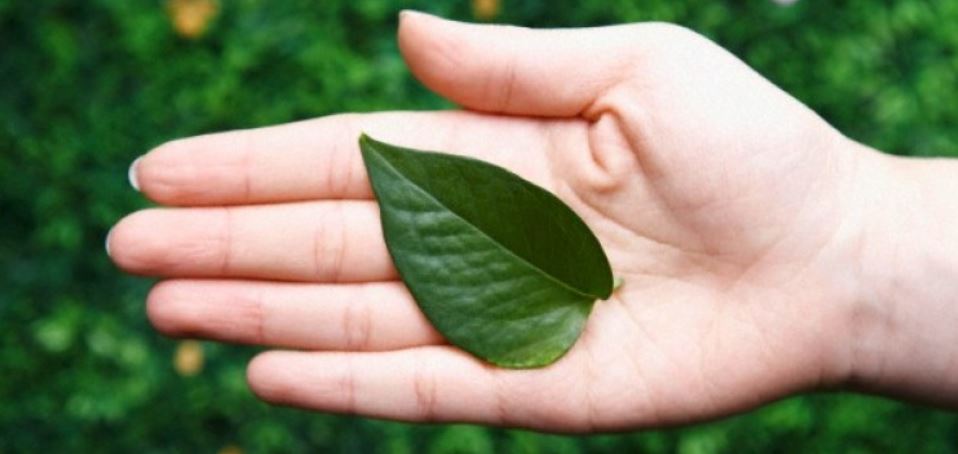 Cara Menghaluskan Telapak Tangan - Nyi Penengah Dewanti