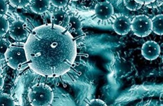Virus Virus