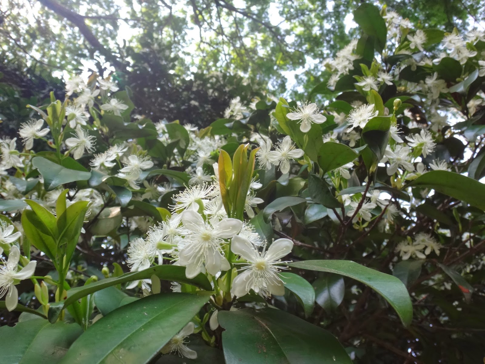 Uma flor por dia: Grumixama