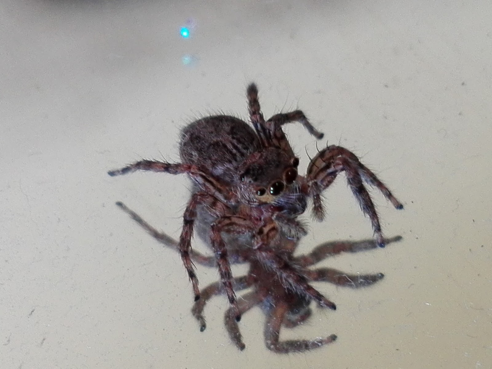 Jumping spider on a mirror แมงมุมกระโดดบนกระจก Knowledge and fun