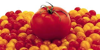 Tomato - a berry not a vegetable! Tomato - a berry not a vegetable!