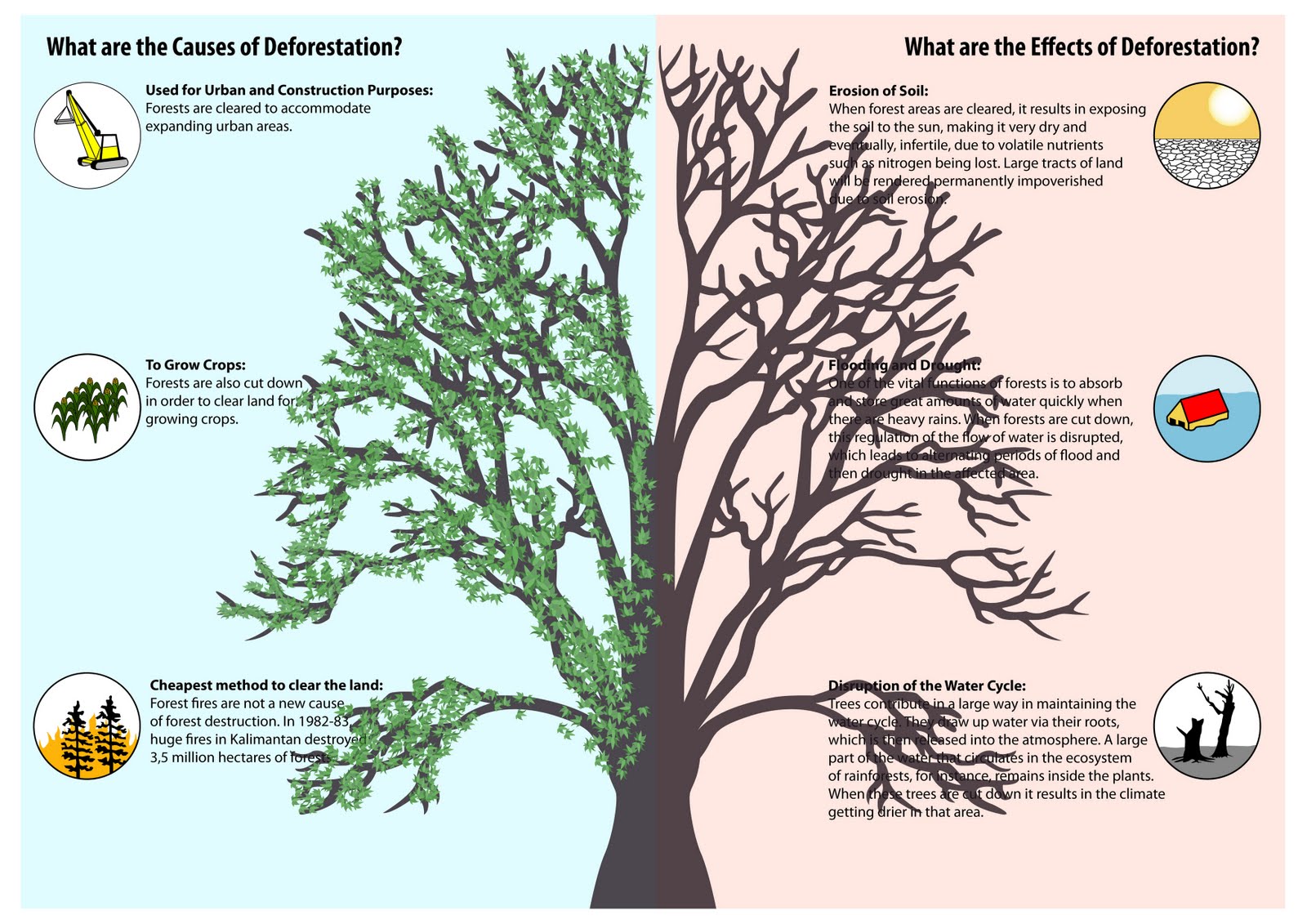 Impact Of Deforestation