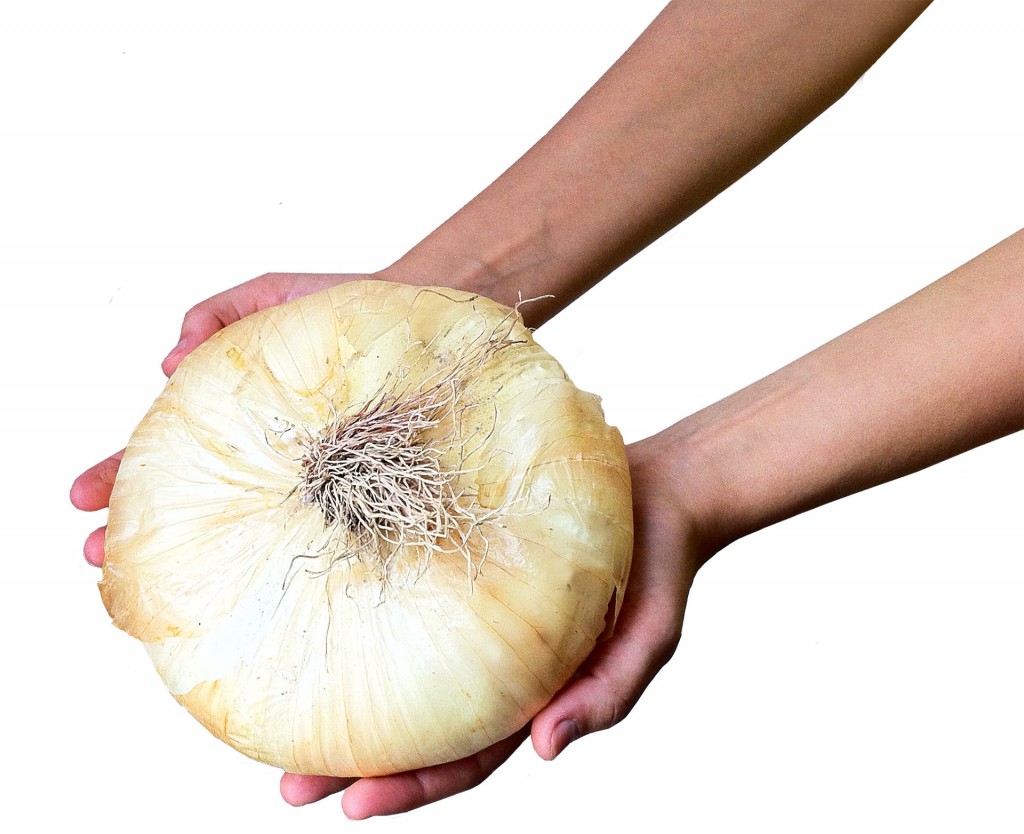 Cipolla di Giarratana - Descrizione e usi in cucina ...