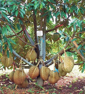 Buah Durian Montong
