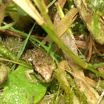 Tiny little frog and snail amid the garden moss and grass