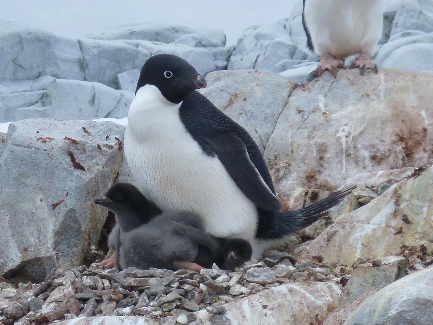 Adelie penguin