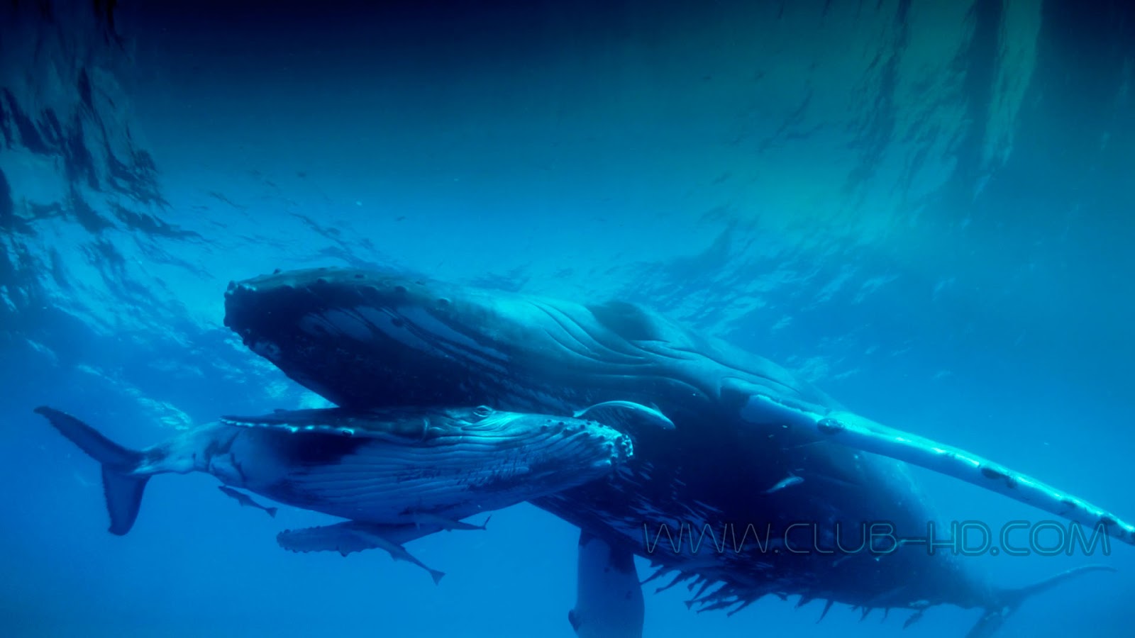 Humpback-Whales-CAPTURA-3.jpg