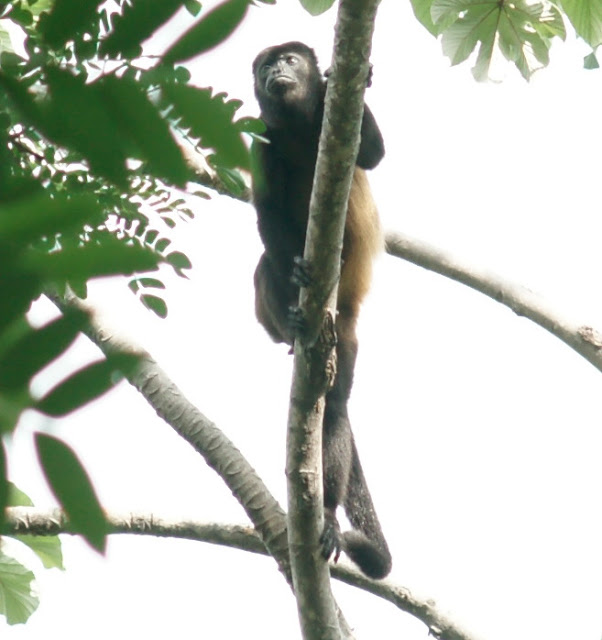 howler monkey Nicaragua