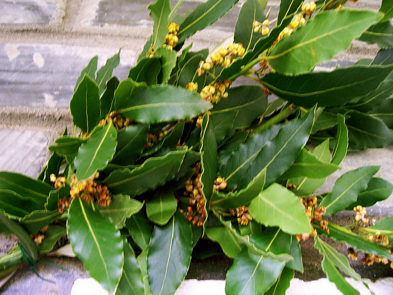 MILLARES (Baleira-Lugo): El laurel