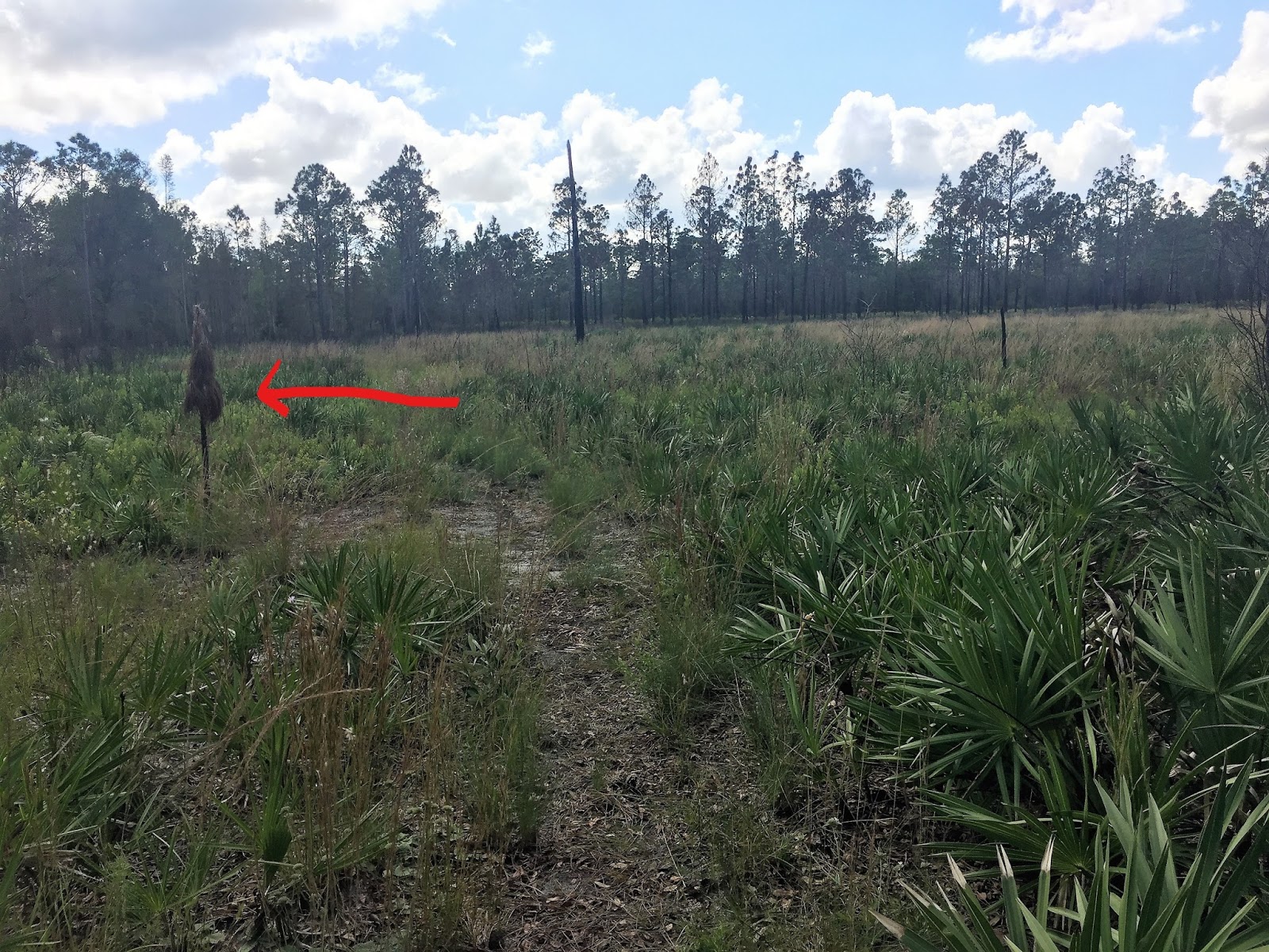 Summit Hiking in New England Upper Hillsborough Tract, Zephyrhills