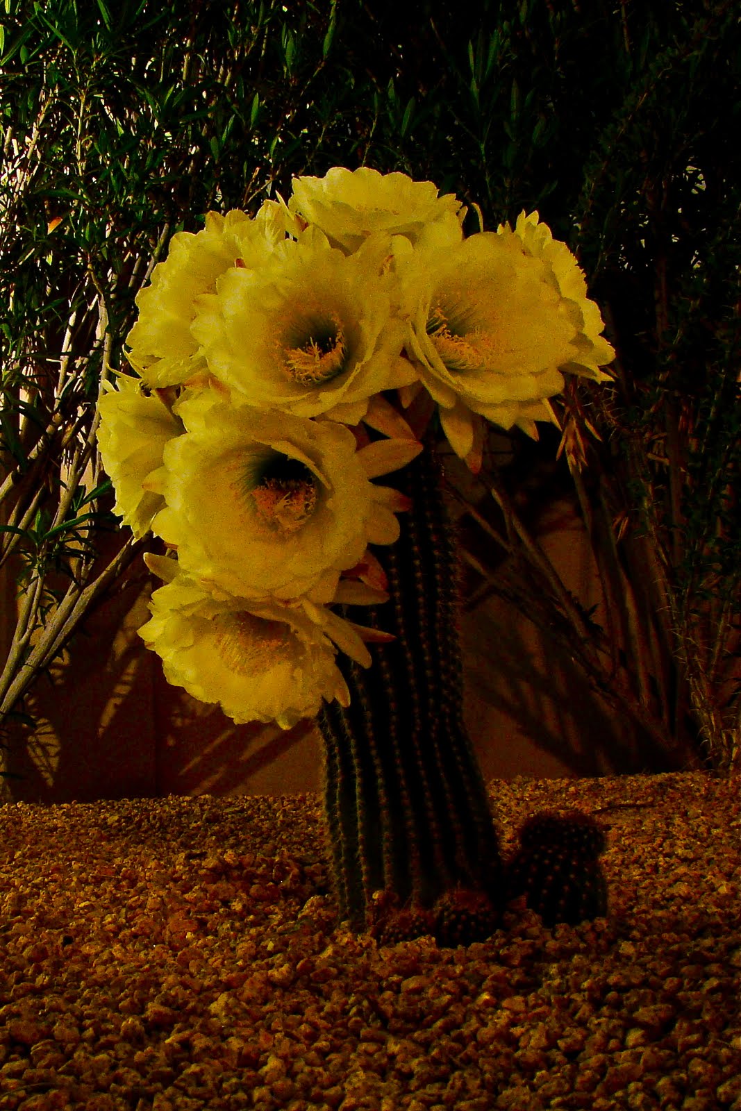 cactus wedding bouquet