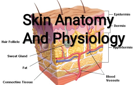 Healthcare Health Solution Skin Anatomy And Physiology