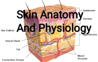 Healthcare & Health solution: Skin Anatomy And Physiology