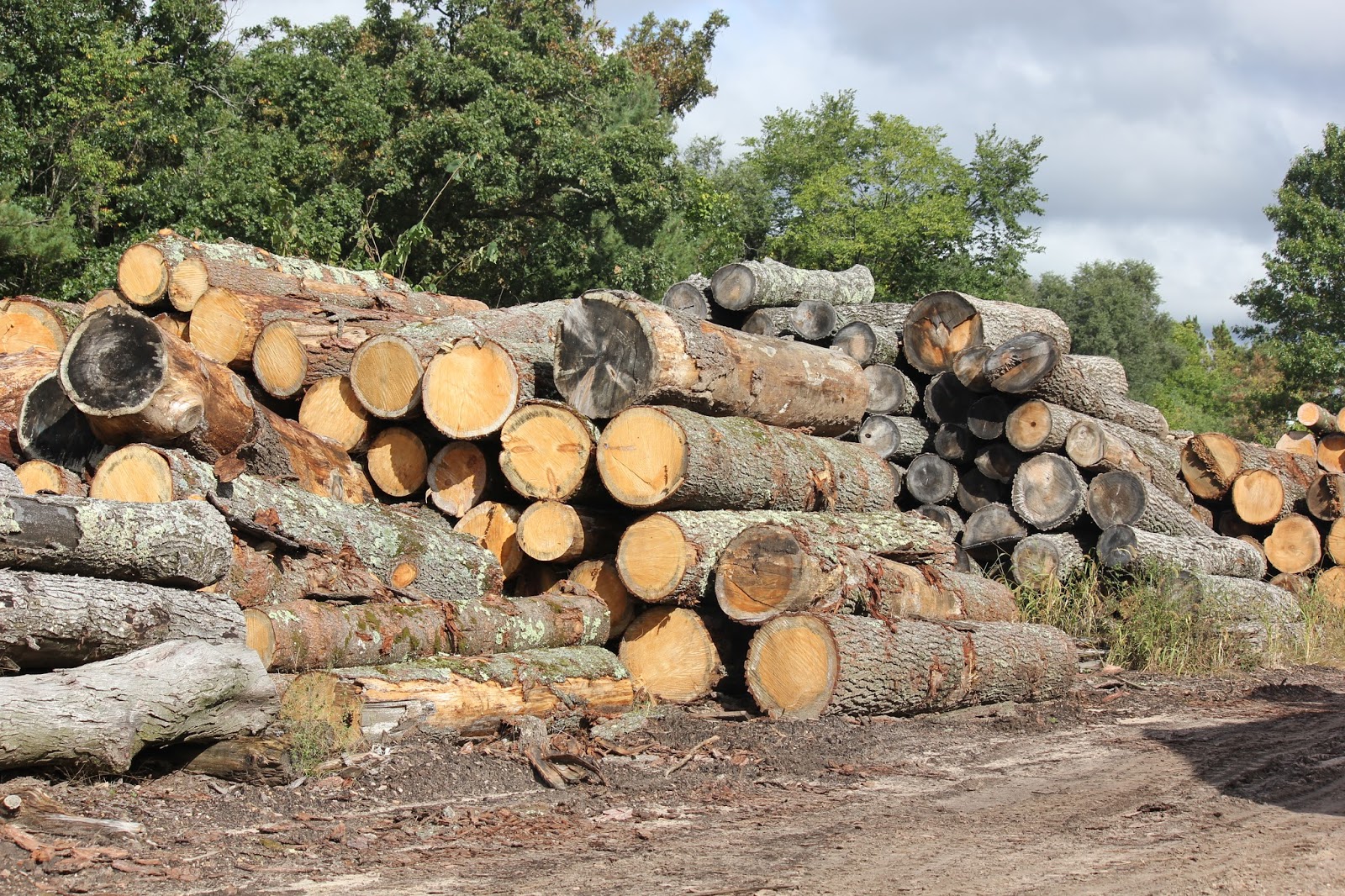 The Cabin Countess An Amish Sawmill