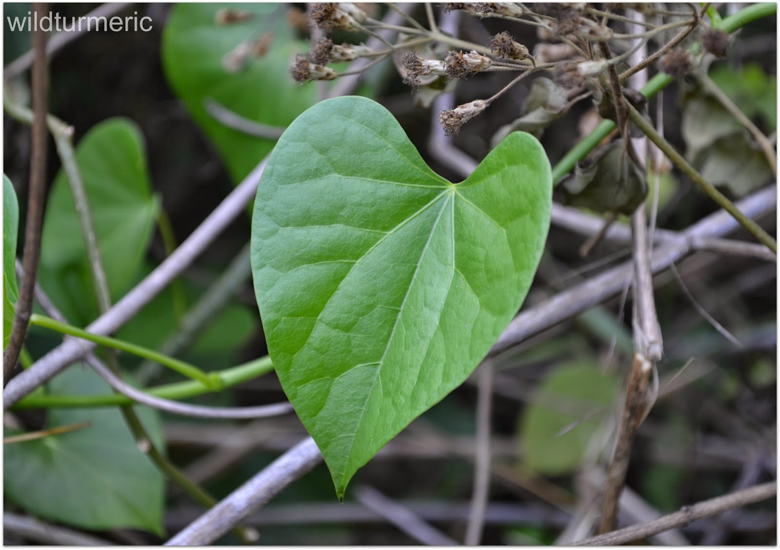 Neem Leaves In English