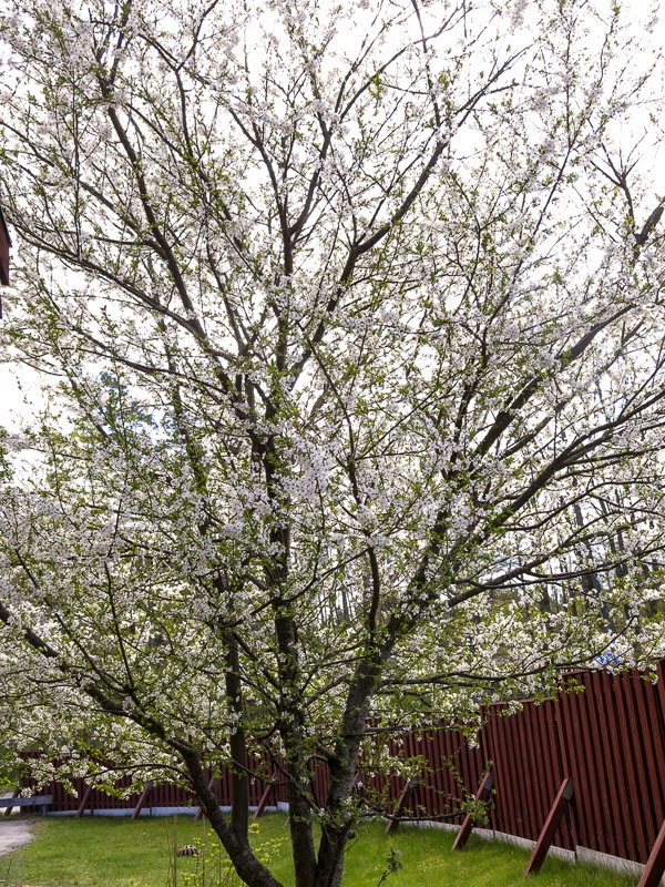 mirabelleträd, mirabelletree mirabelleträd, mirabelletree