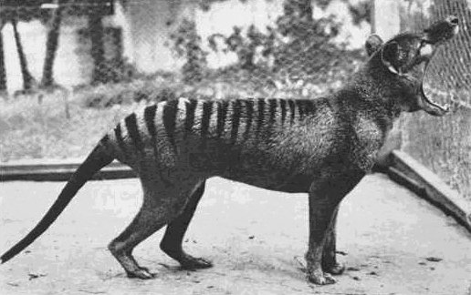 40 Unbelievable Historical Photos - Benjamin, the last Tasmanian Tiger, at Beaumaris Zoo, 1933.