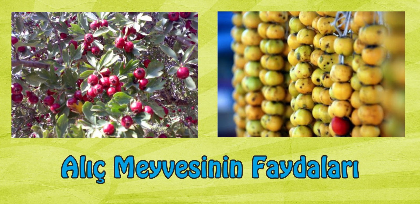 Alıç meyvesi nasıl kullanılmalıdır Alıç meyvesi nasıl kullanılmalıdır