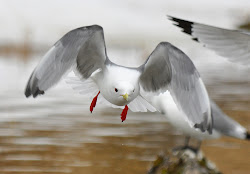 legged kittiwake birds flight legs nesting cliff paul island st flying camera toward kittiwakes into easy