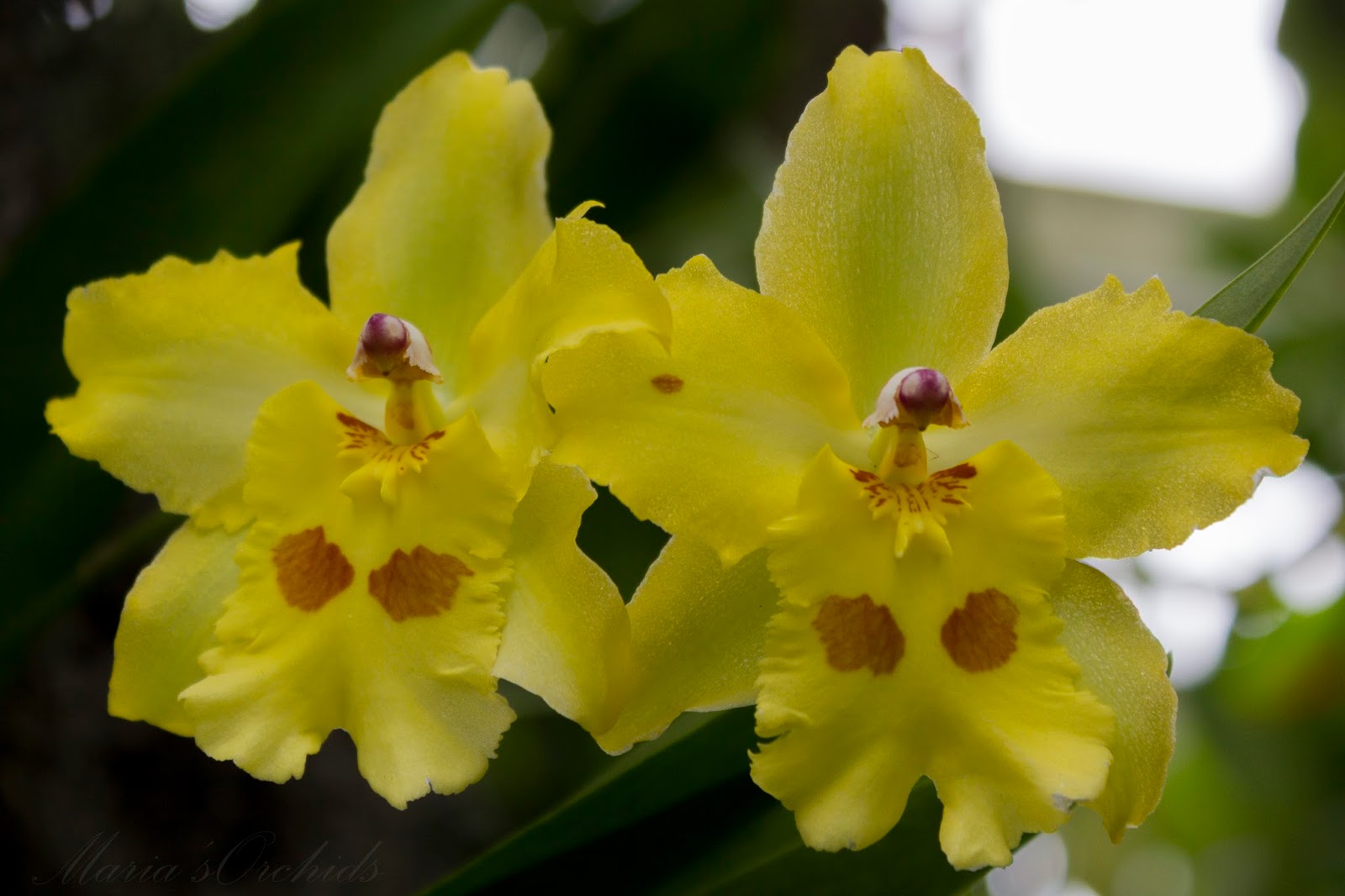 Maria's Orchids Oncidopsis Yellow Parade 'Alpine'
