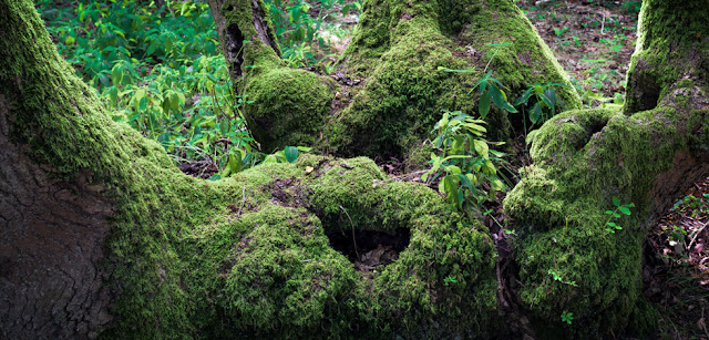 Landscape of a woodland coppice stool in the Wildlife trust managed Hayley Wood