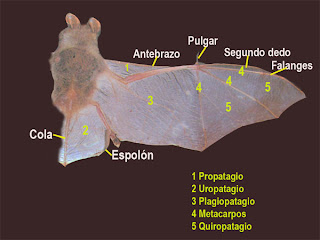 Murcielagos