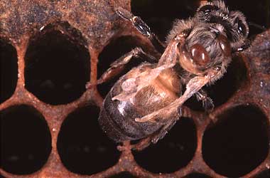 dwvbee.jpg