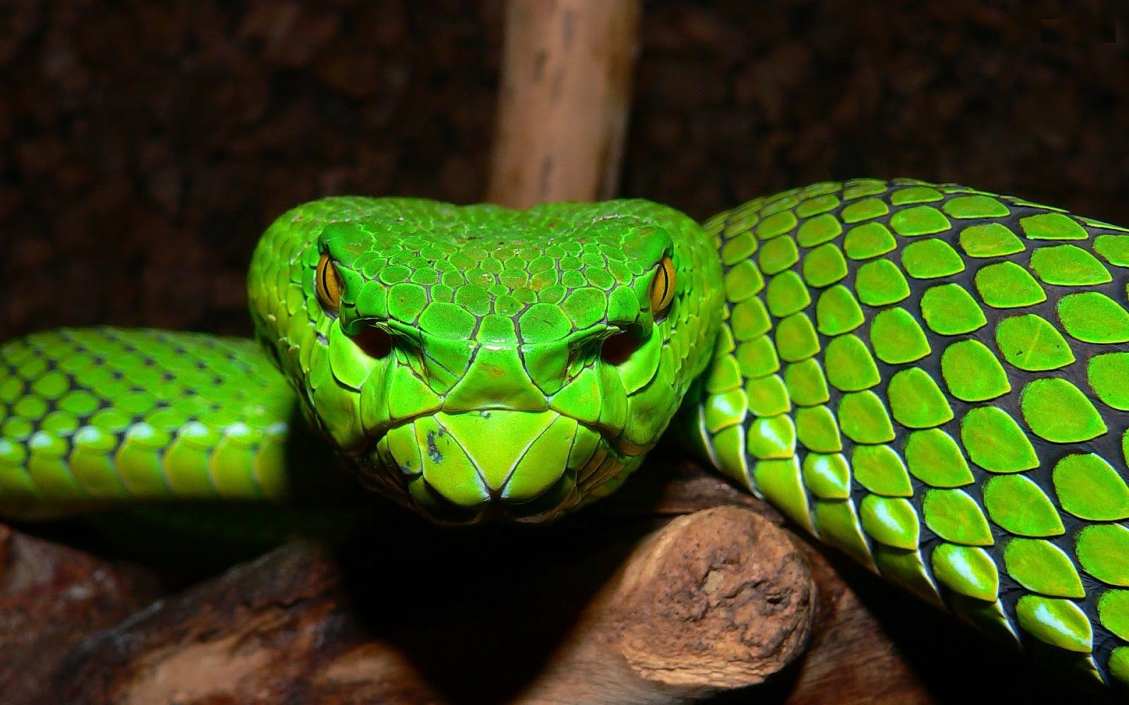 Rough-scaled Bush Viper, Atheris hispida www.matthieu-berro…