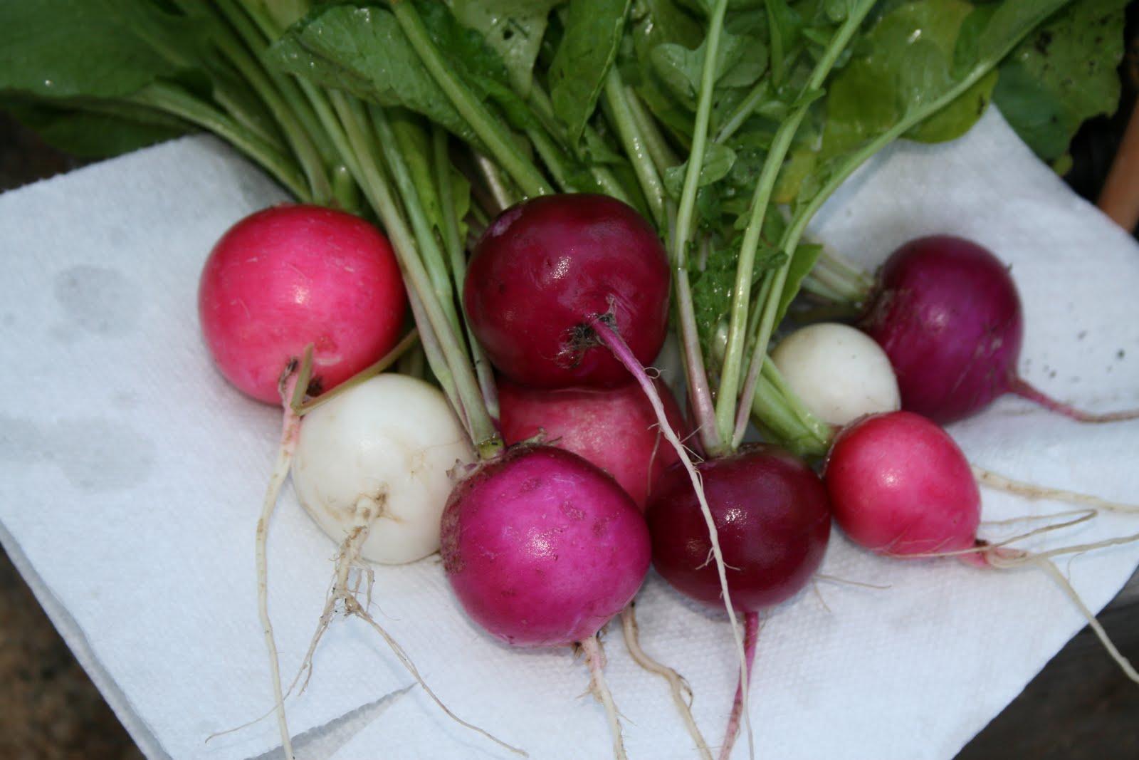 Plant A GardenIt'll Grow On You Easter Egg Radishes