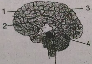 gambar otak manusia