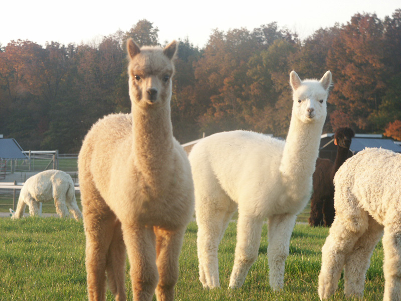 alpacas for sale alpacas for sale