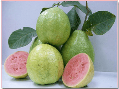 Cara Membuat Masker Jambu Biji Beserta Manfaatnya Untuk Kulit Wajah Cara Membuat Masker Jambu Biji Beserta Manfaatnya Untuk Kulit Wajah