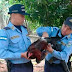 UN GALLO VA A LA CÁRCEL POR UNA PELEA ENTRE VECINOS