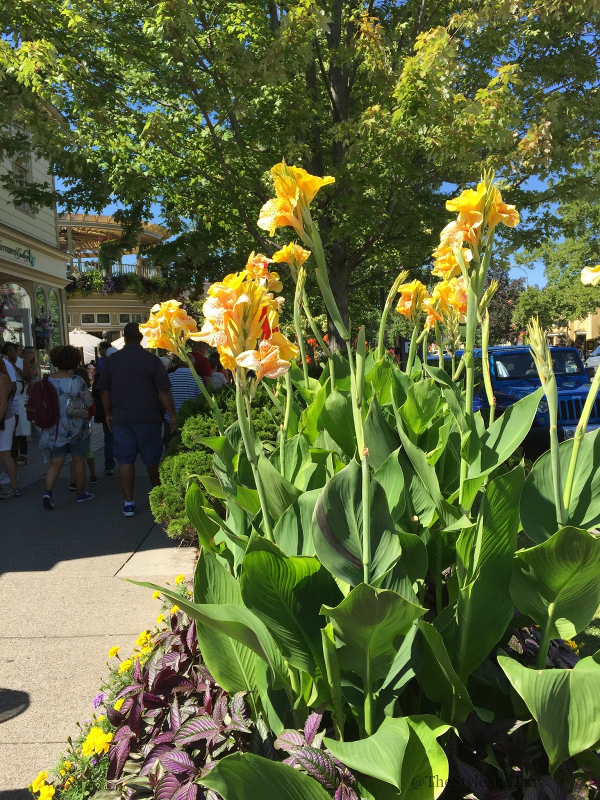 Fall Colours From Flowers to Wine Chic Delights