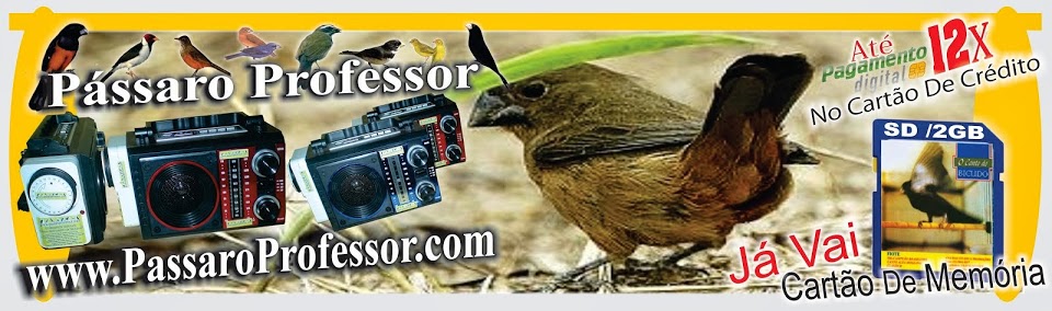 Pássaro Professor
