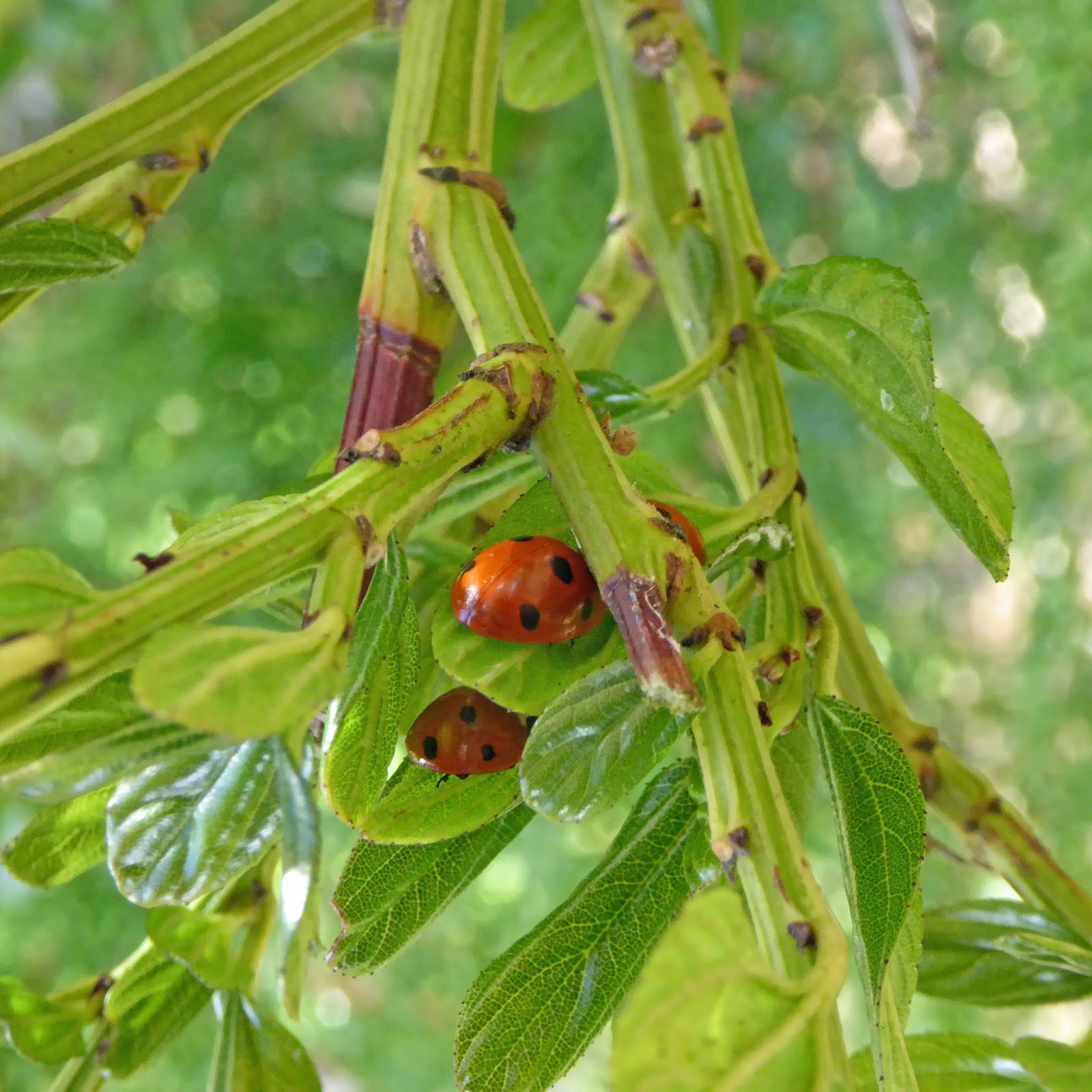 Wild and Wonderful Doubledecker Ladybirds