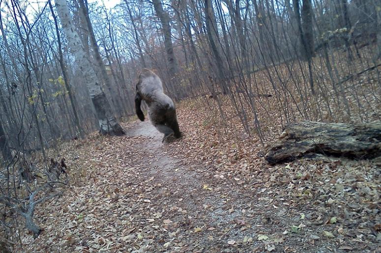 Bigfoot Encounters on a Mississippi Farm