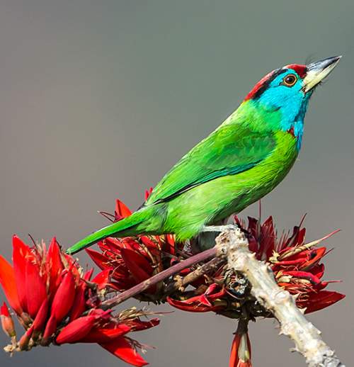 Birds of India - Photo of Blue-throated barbet - Psilopogon asiaticus