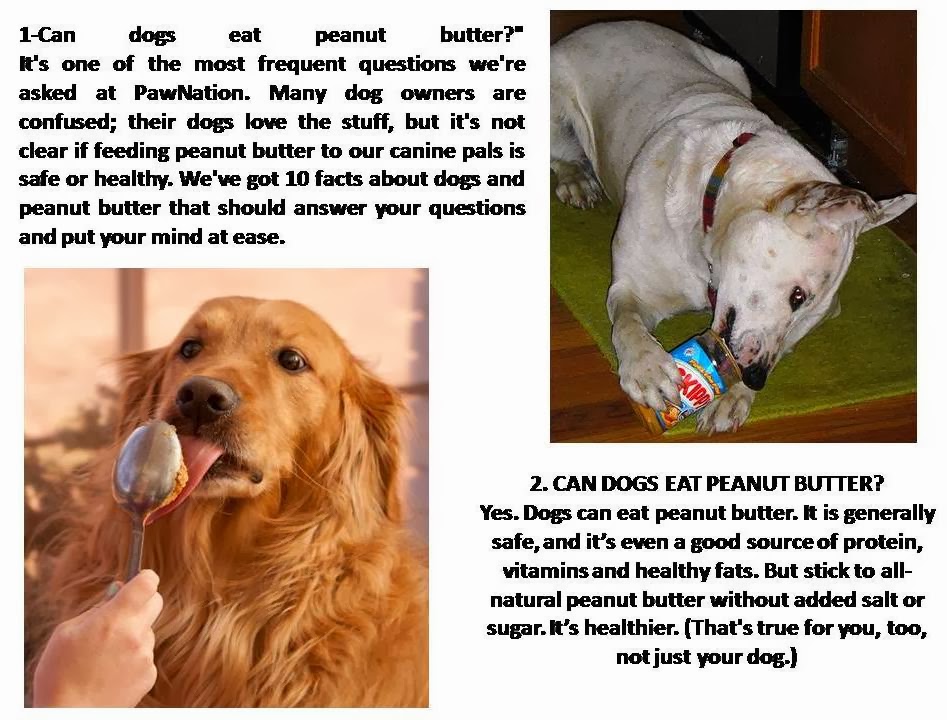 can dogs eat peanut butter « 4best of
