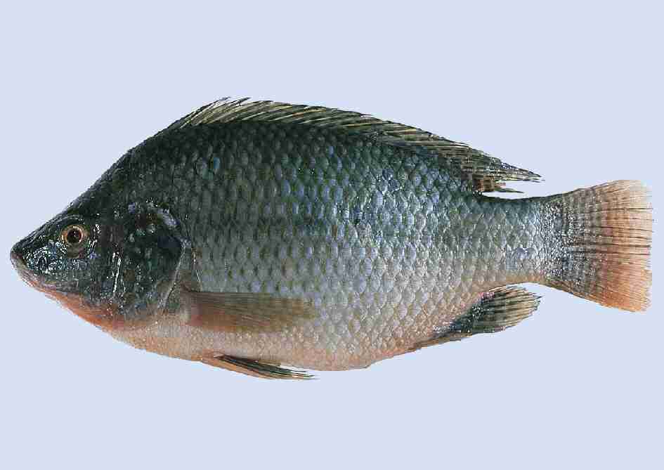 Tilapia Acuaponia Indoor