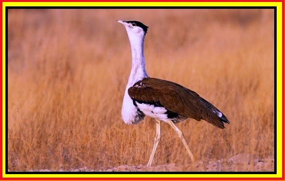 राजस्थान के राज्य पक्षी गोडावन का परिचय - Introduction Of State Bird Of
