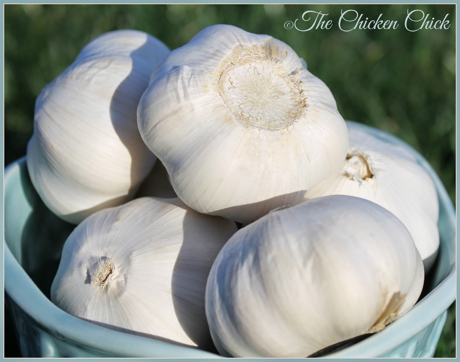 Throughout history, garlic has been treasured as a food and as a medicine. Throughout history, garlic has been treasured as a food and as a medicine.