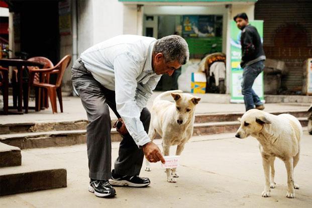 Delhi High Court states that there are no laws that prohibit people from feeding stray animals lawescort