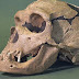 Защо лицето на неандерталците е различно от това на съвременния човек?