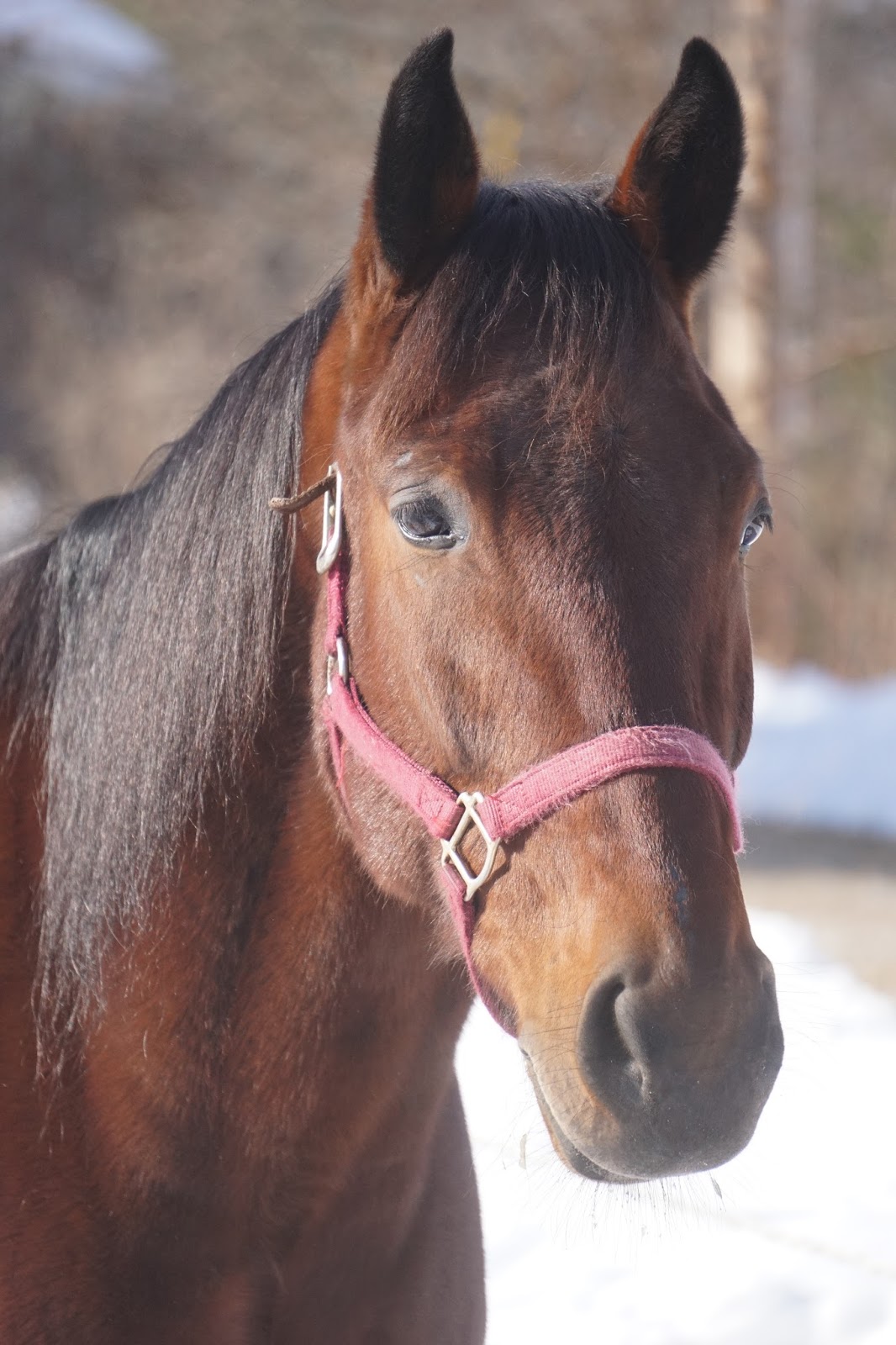 Free Horses For Sale Near Me Horses Seeking Their Forever Homes - 6fdyflj