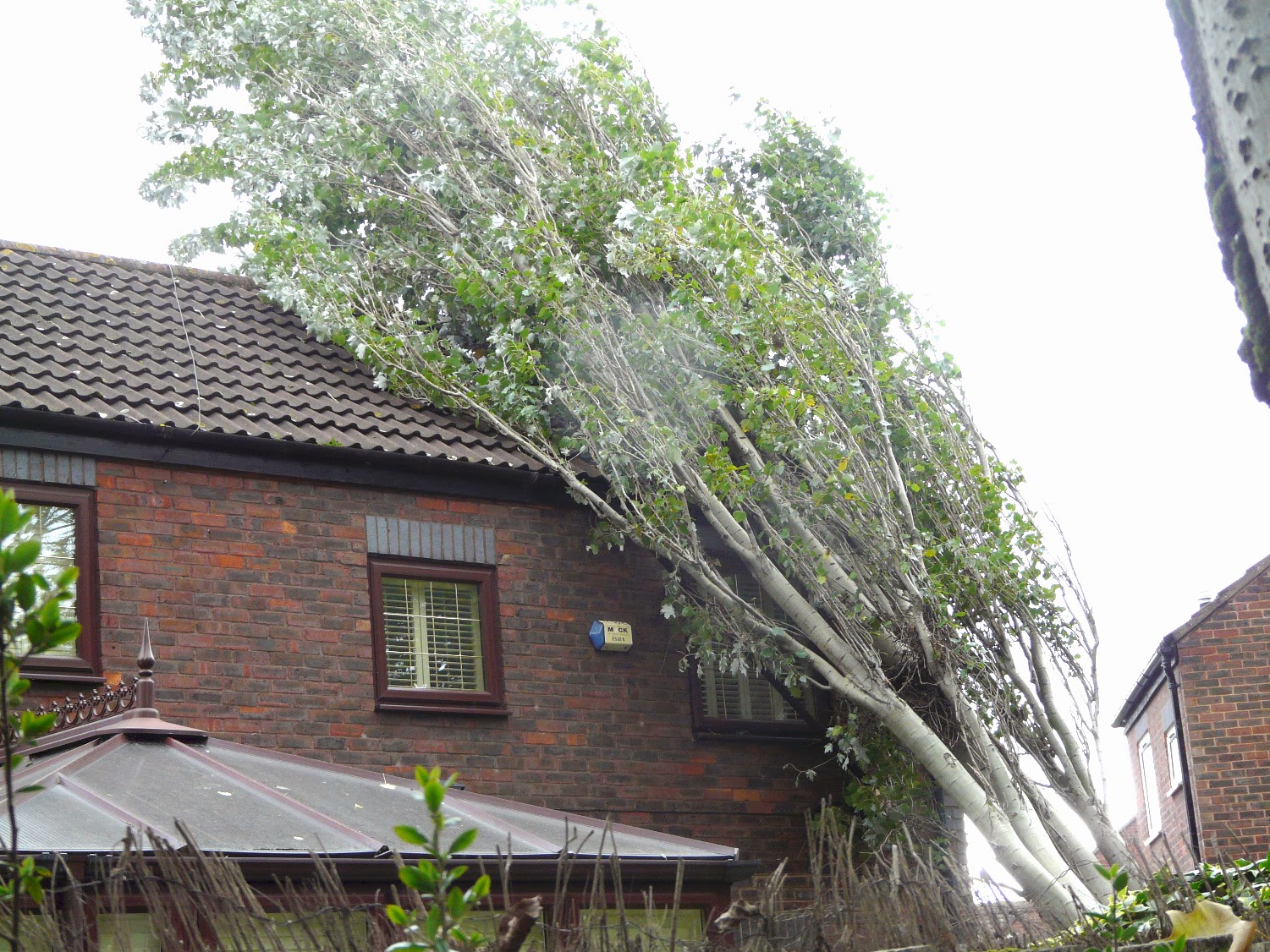 A Rotherhithe Blog Reports from around Rotherhithe indicate fallen